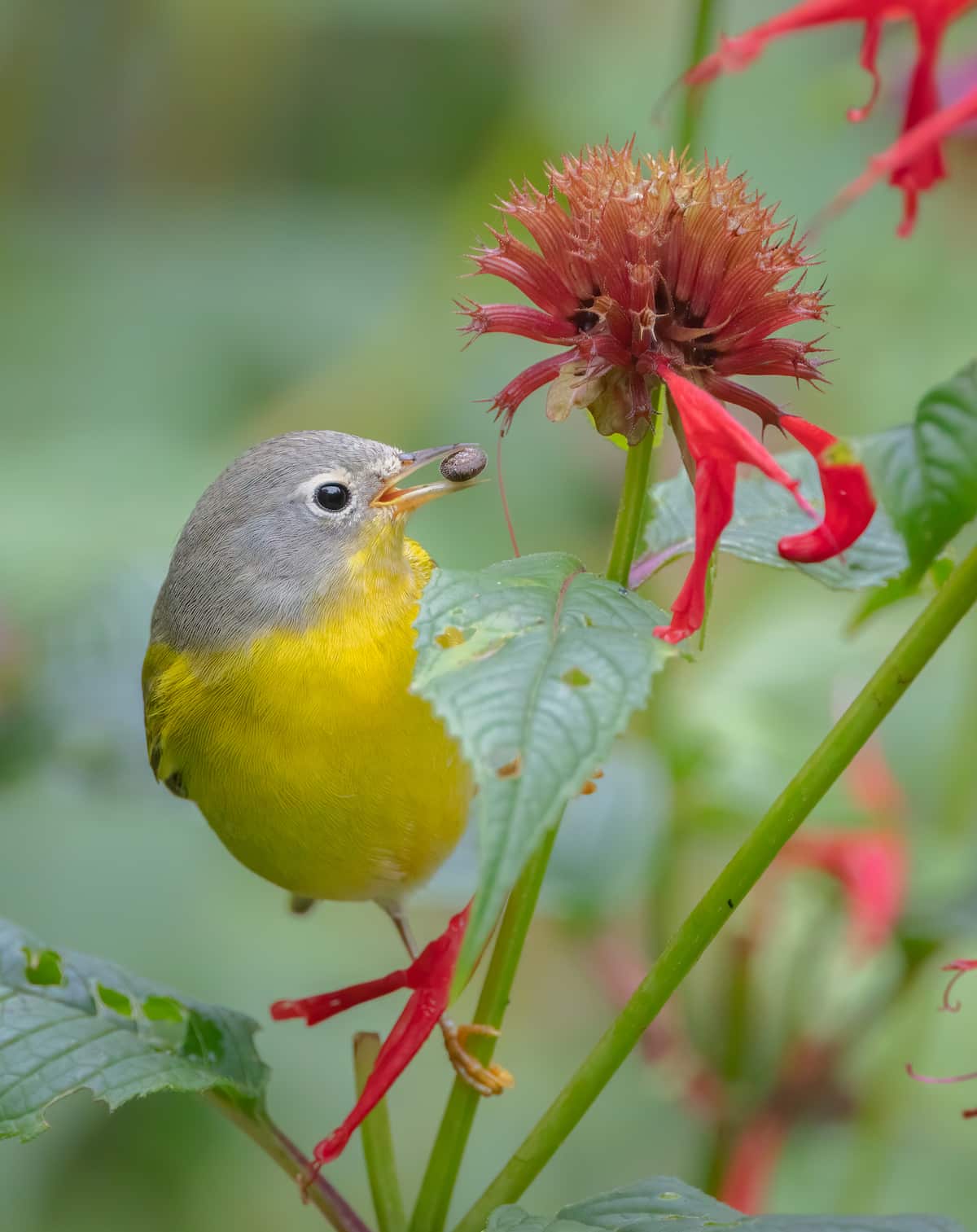 A little Nashville Warbler, yellow with a gray head, clings to the stalk of a scarlet bee balm plant