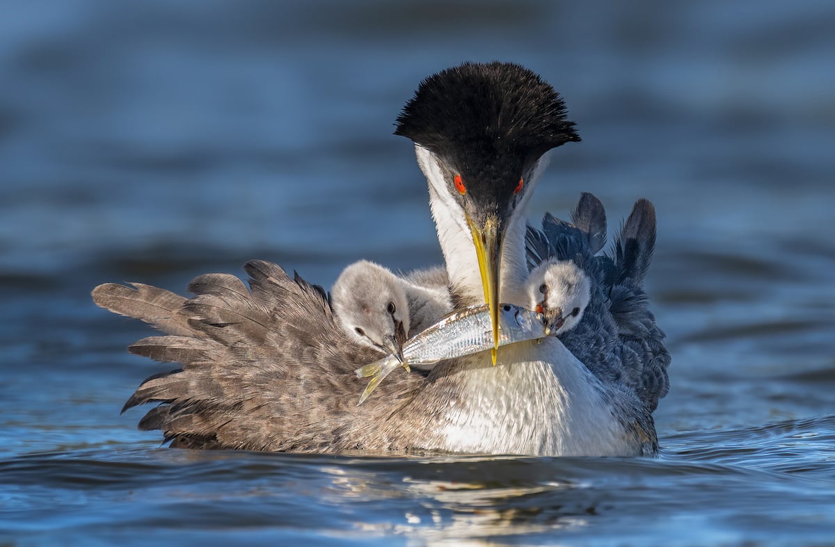 Western Grebe with Chicks on Its Back Eating Fish