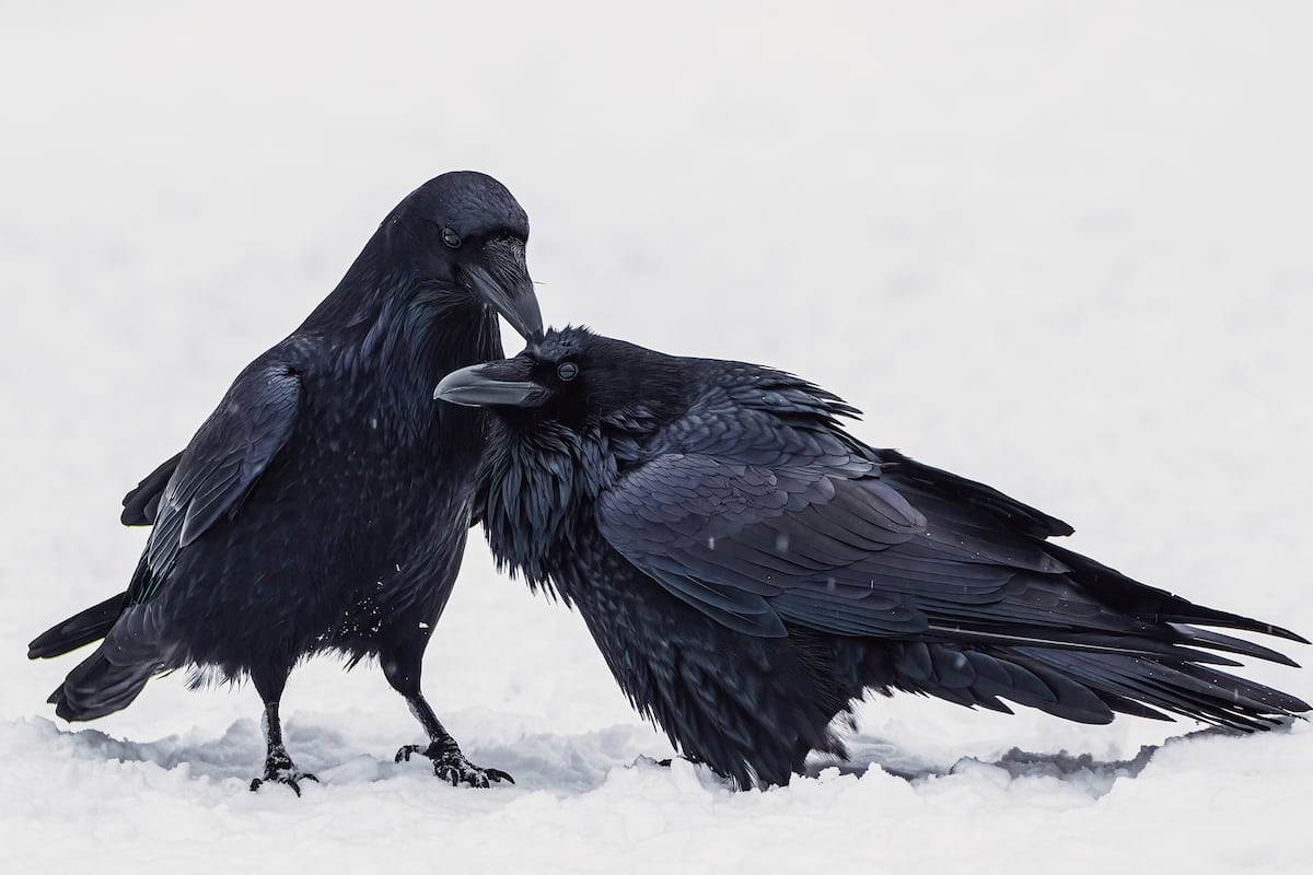 Two black Common Ravens stand on white snow