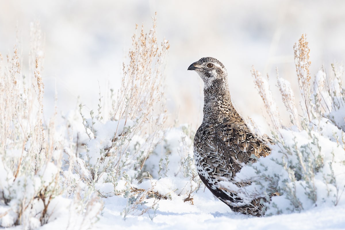 A female Greater Sage-Grouse stands in profile surrounded by sagebrush