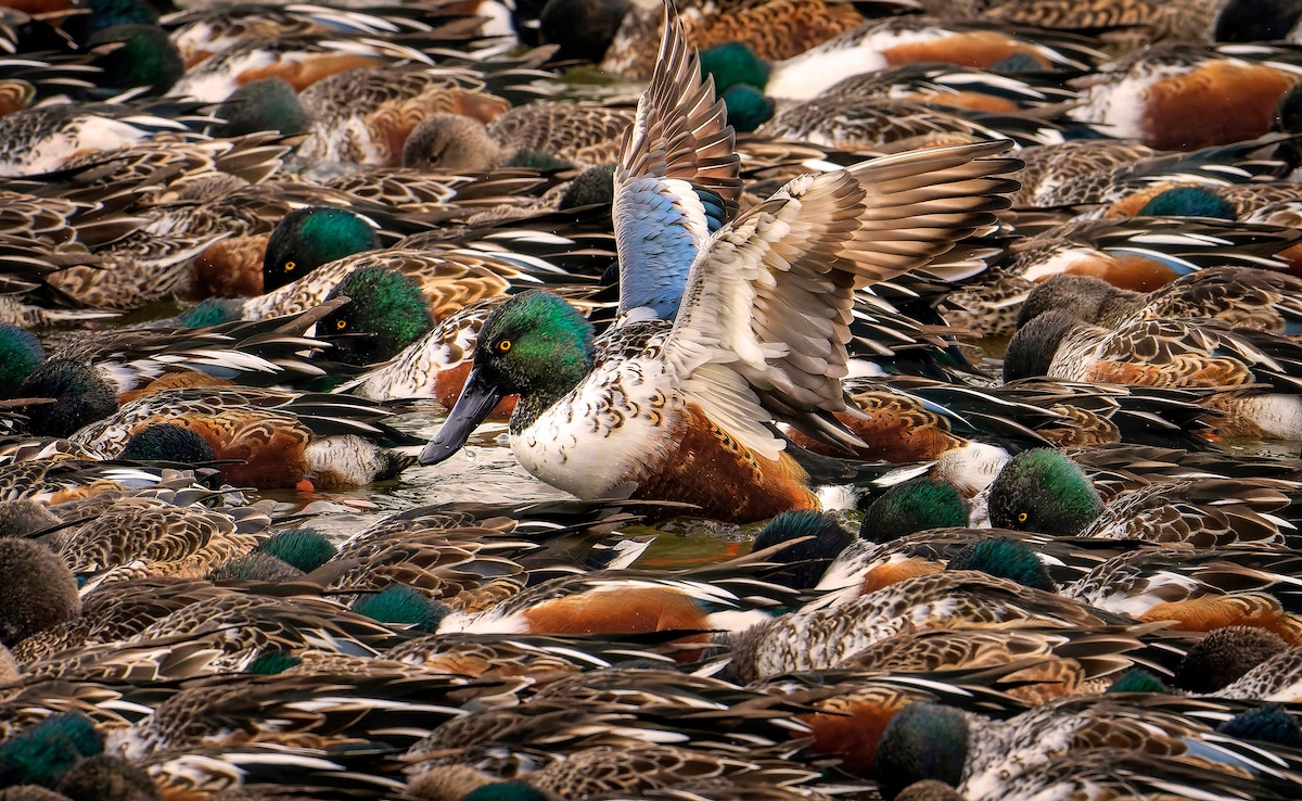 Sea of Northern Shovelers in Michigan