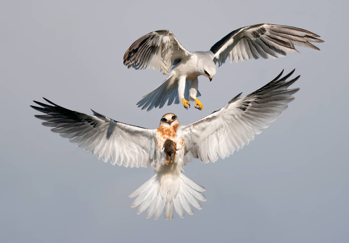 White-Tailed Kite with a Raptor Hovering Over 