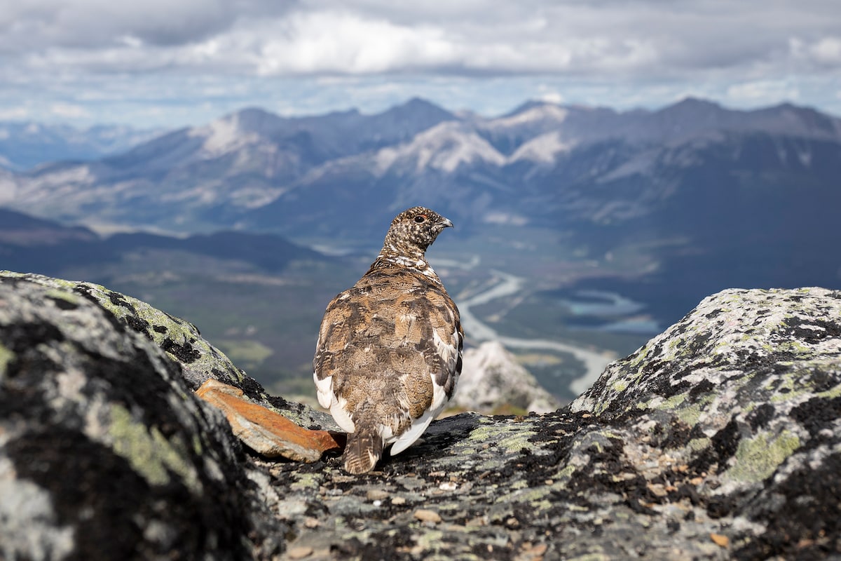 A White-tailed Ptarmigan sits atop a rock overlooking mountains and a valley