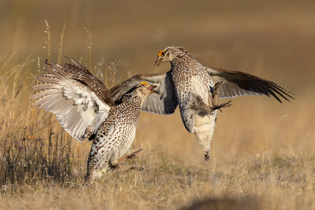 Two male Sharp-tailed Grouse Fighting