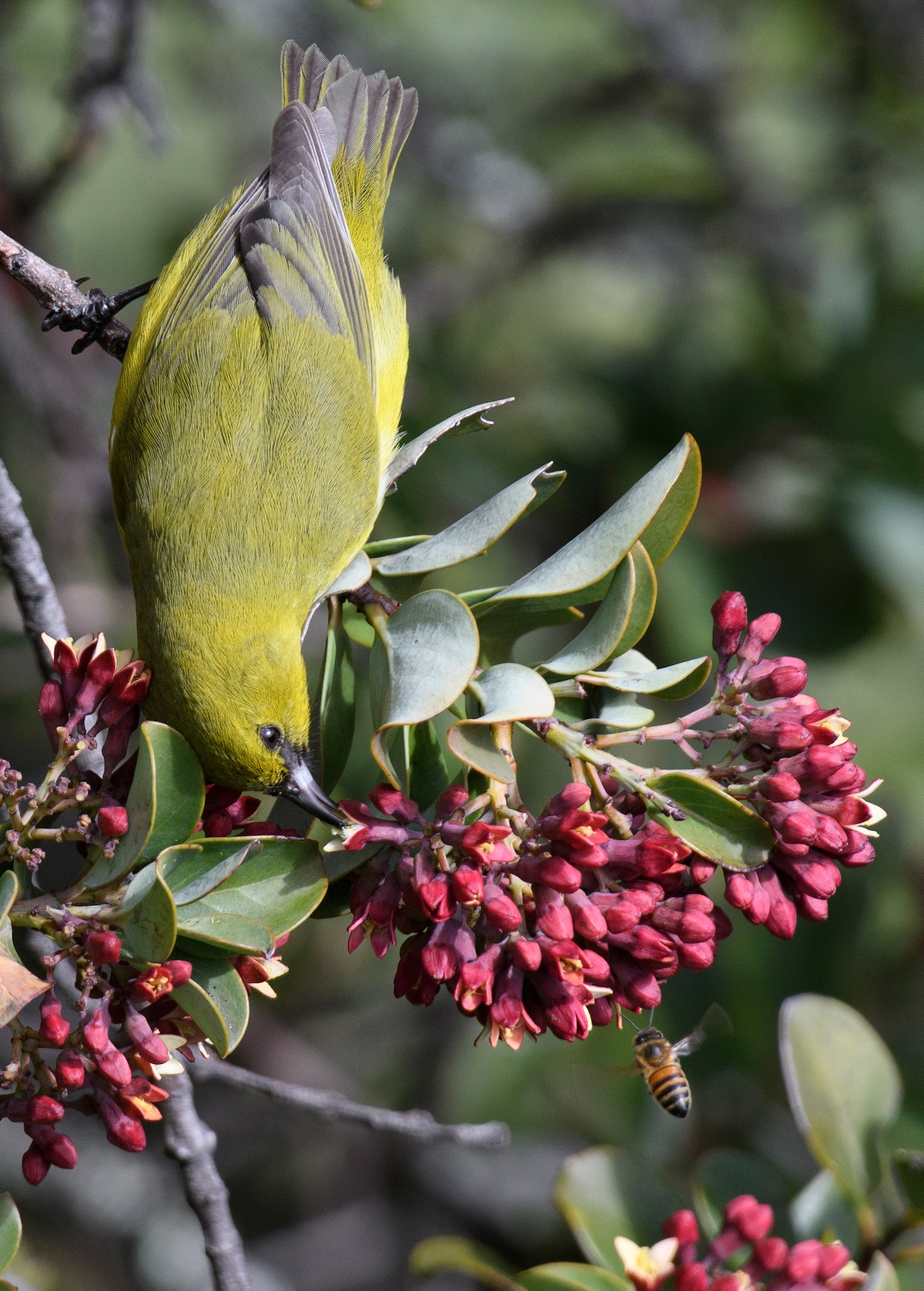A Hawai‘i ‘Amakihi drinks nectar upside down from the pink, clustered flowers of the sandalwood tree