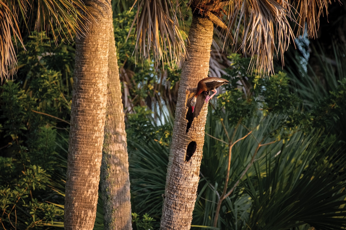 A Black-bellied Whistling-Duck with a long brown body and pink legs perches on the edge of a gaping hole in the trunk of a palm tree