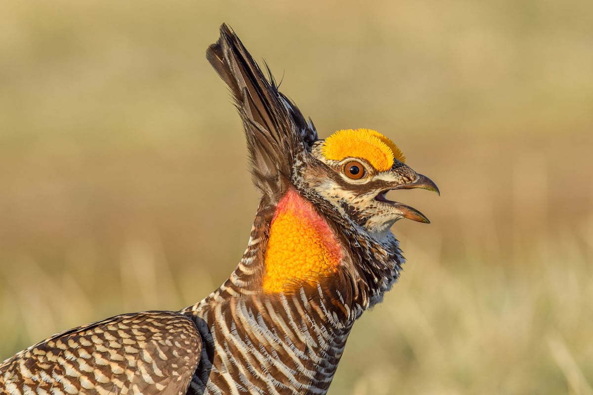 The head of a Greater-Prairie Chicken in profile 