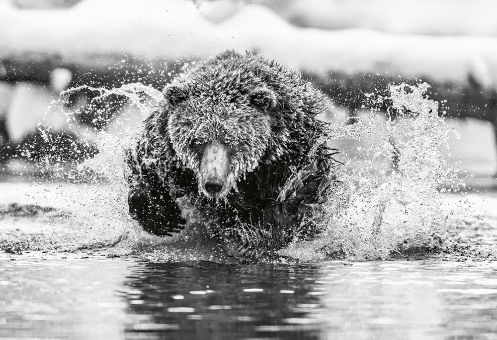 Black and white photo of a grizzly bear running in the water