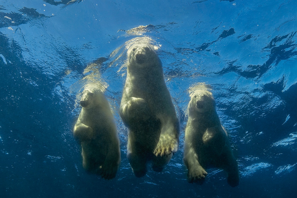 Three Polar Bears Underwater in Hudson Bay