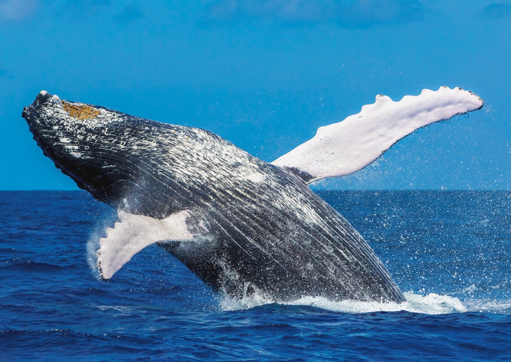 Humpback Whale Jumping Out of the Water