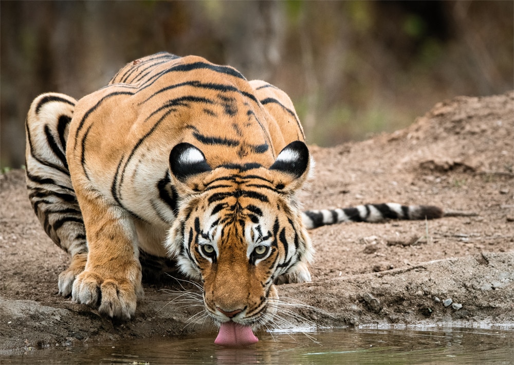 Bengal Tiger Drinking Water