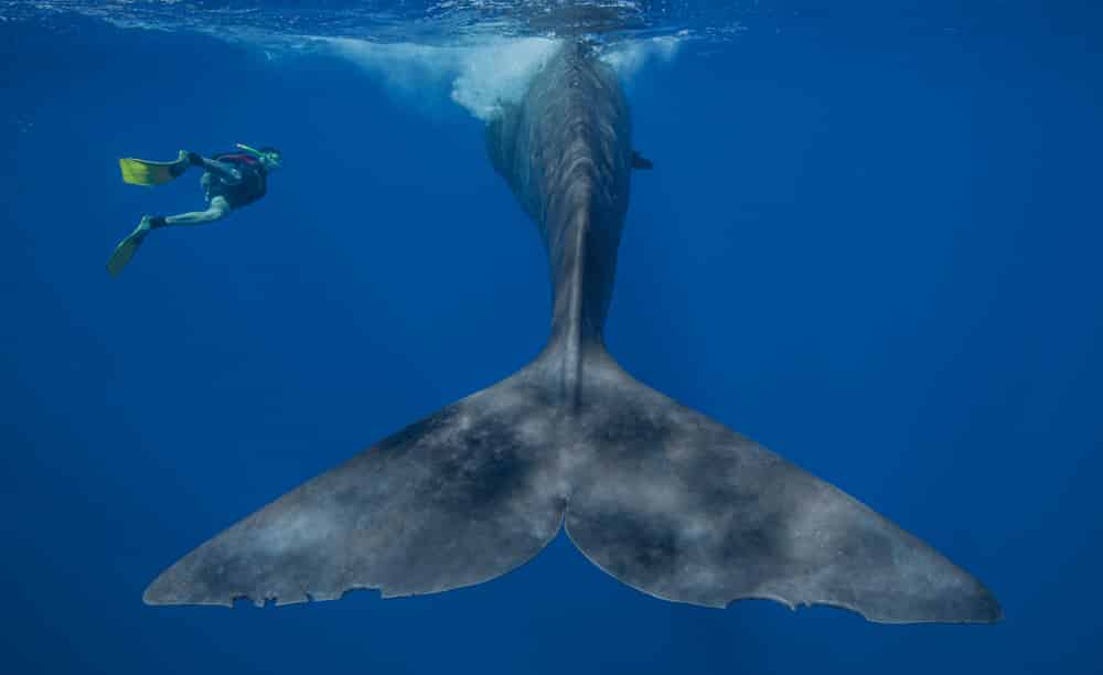 Sperm Whale with Diver 