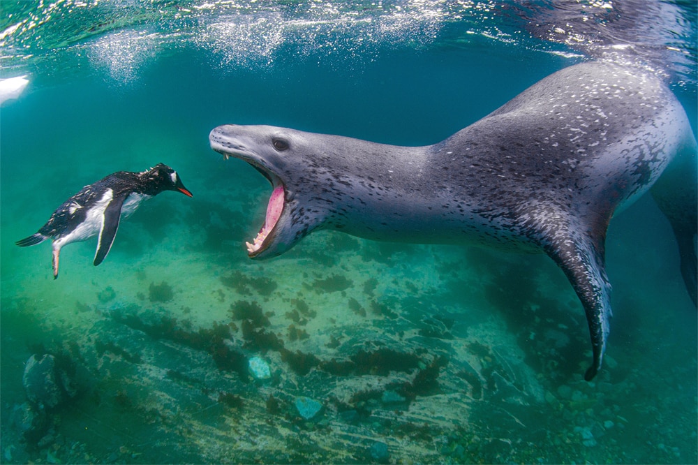 Leopard seal and Gentoo penguin underwater