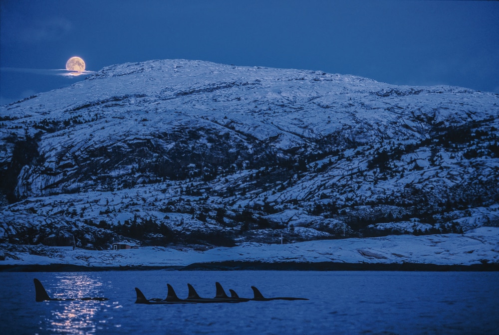 Orca in the Water Under the Moon in Norway
