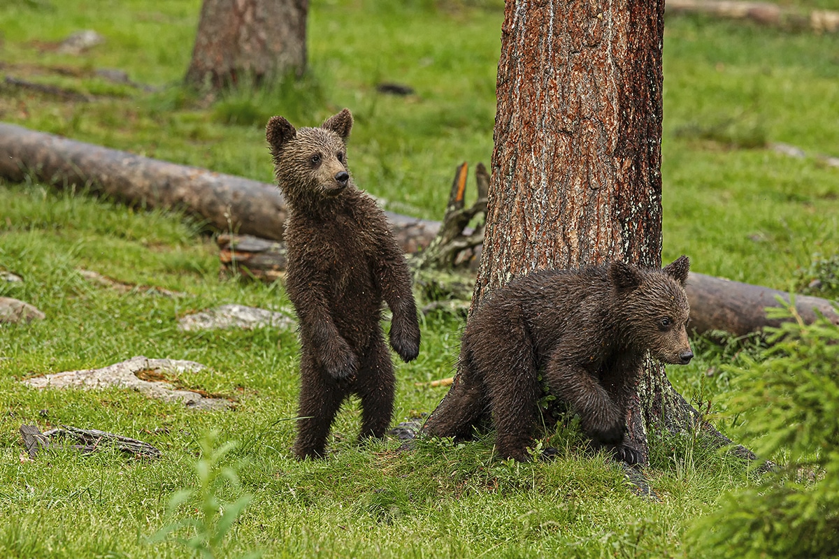 Bear Cubs by Jenny Hibbert