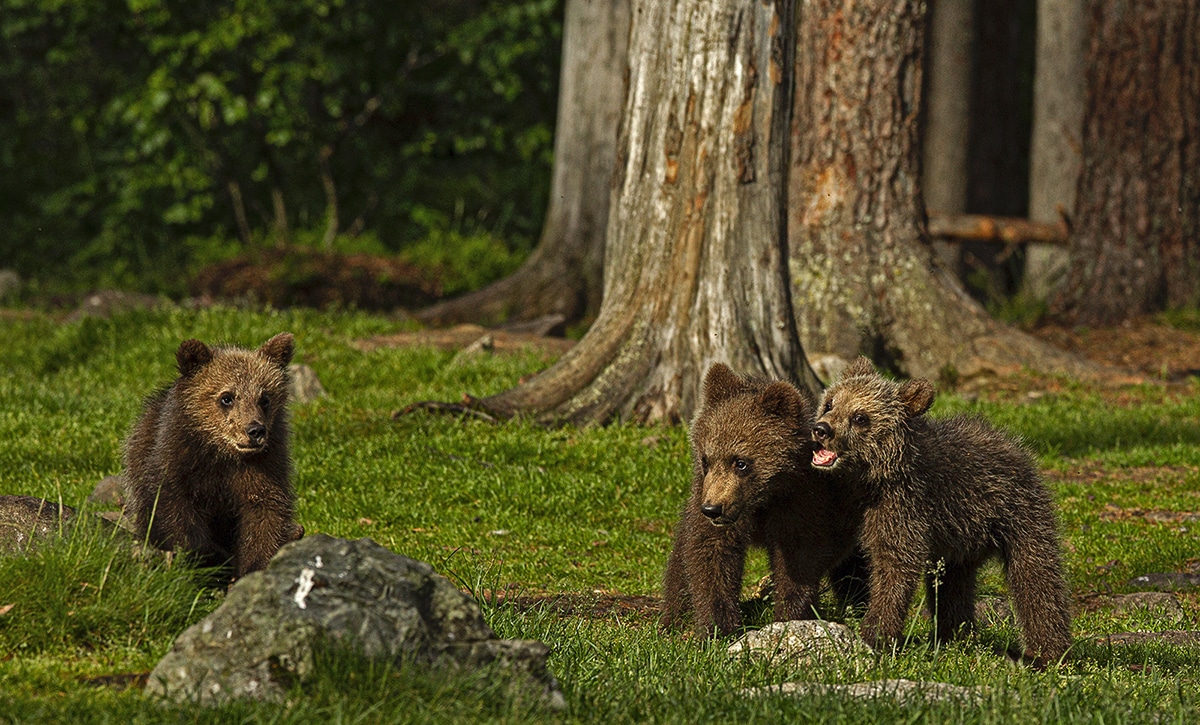 Bear Cubs by Jenny Hibbert