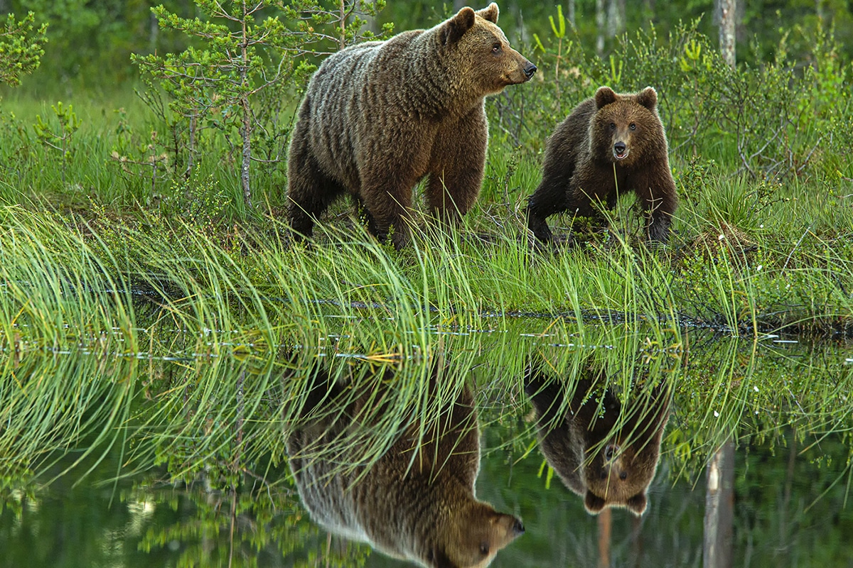 Wildlife Photography by Jenny Hibbert