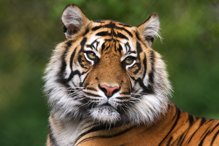 Close up image of Tiger in the wild