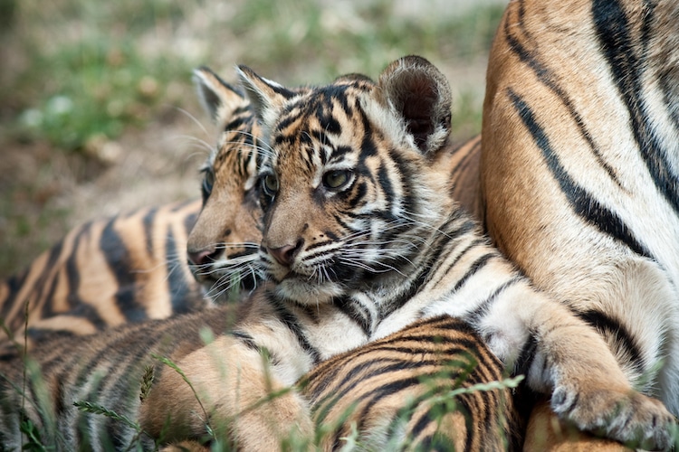 Tiger cubs in the wild