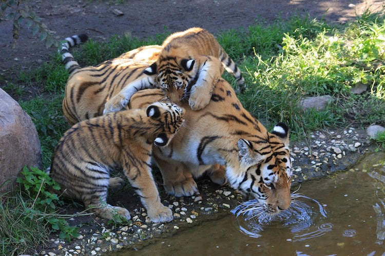 Tiger family at water source, parent is drinking water