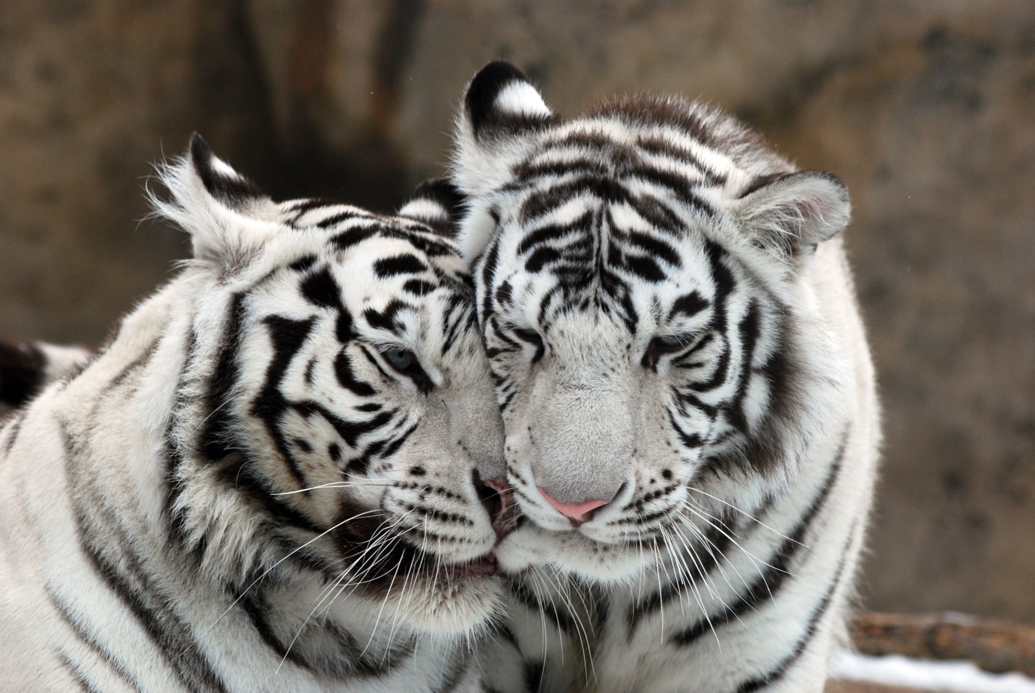 White tigers nuzzling their faces together