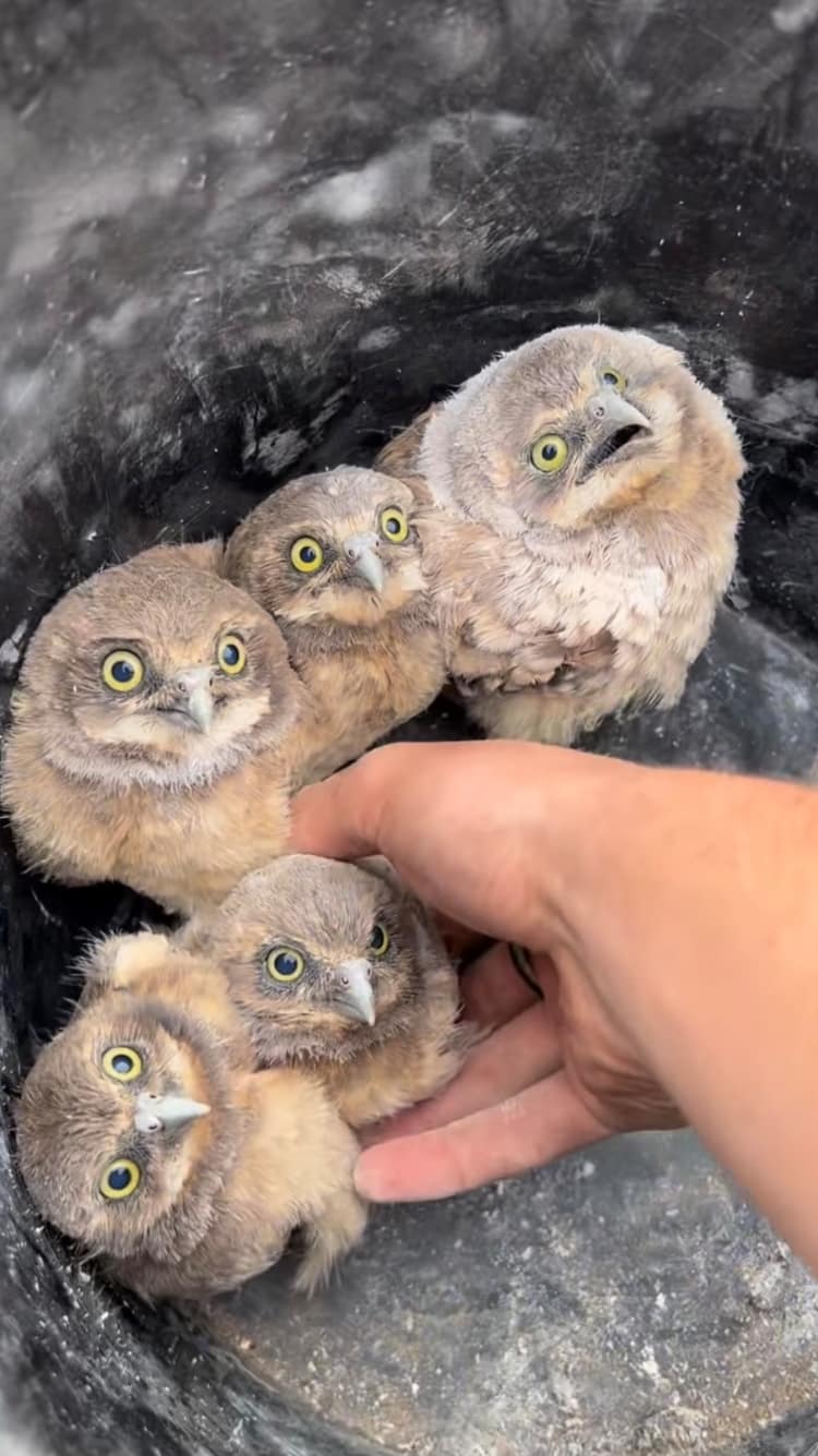 cute burrowing owls