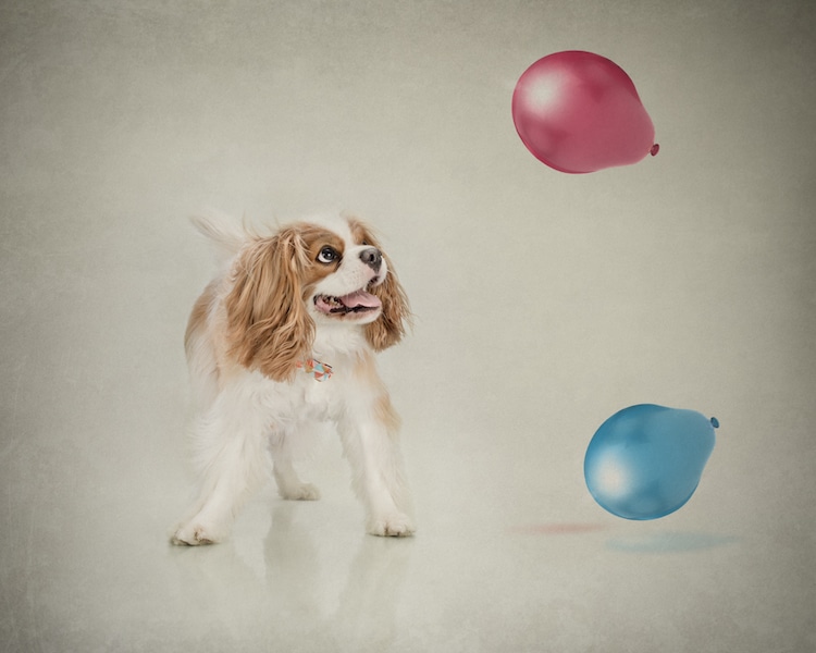 Dog Photography by Belinda Richard