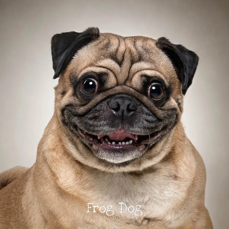 Dog Photography by Belinda Richard