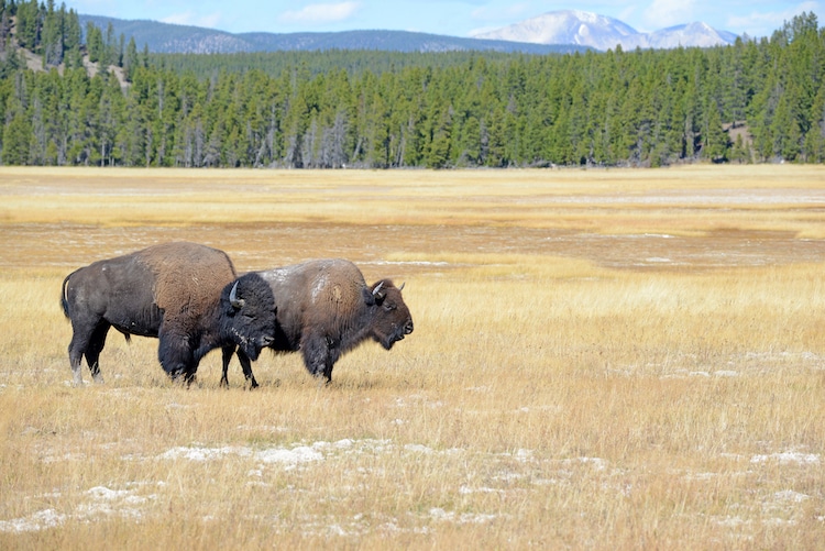 Bison in Yellowstone National Park