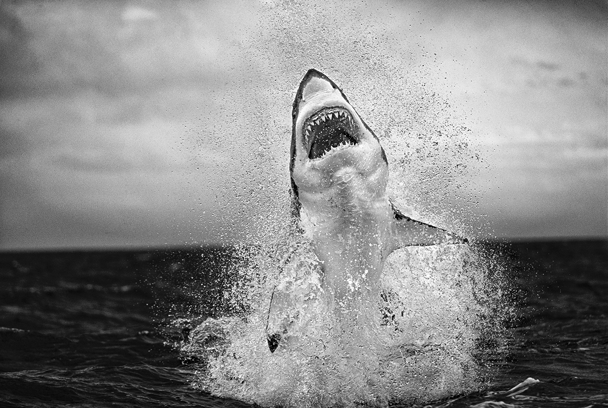 Great White Shark Leaping Out of the Water by Chris Fallows