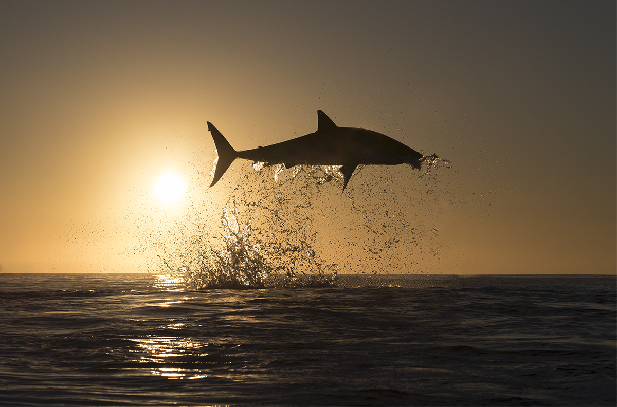 Shark Breaching by Chris Fallows