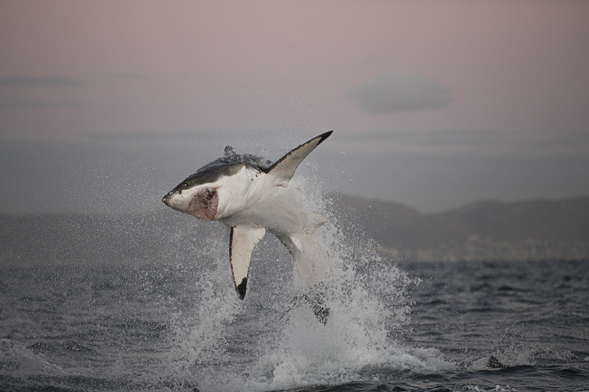 Shark Breaching by Chris Fallows