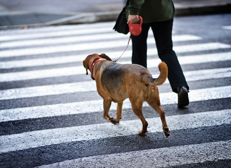 More Dogs in a Neighborhood May Contribute to Lower Crime