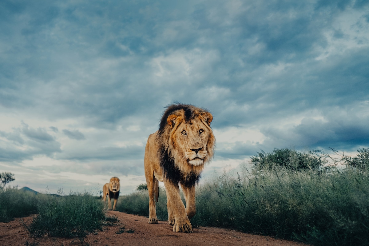 Two Lions in Namibia by Donal Boyd