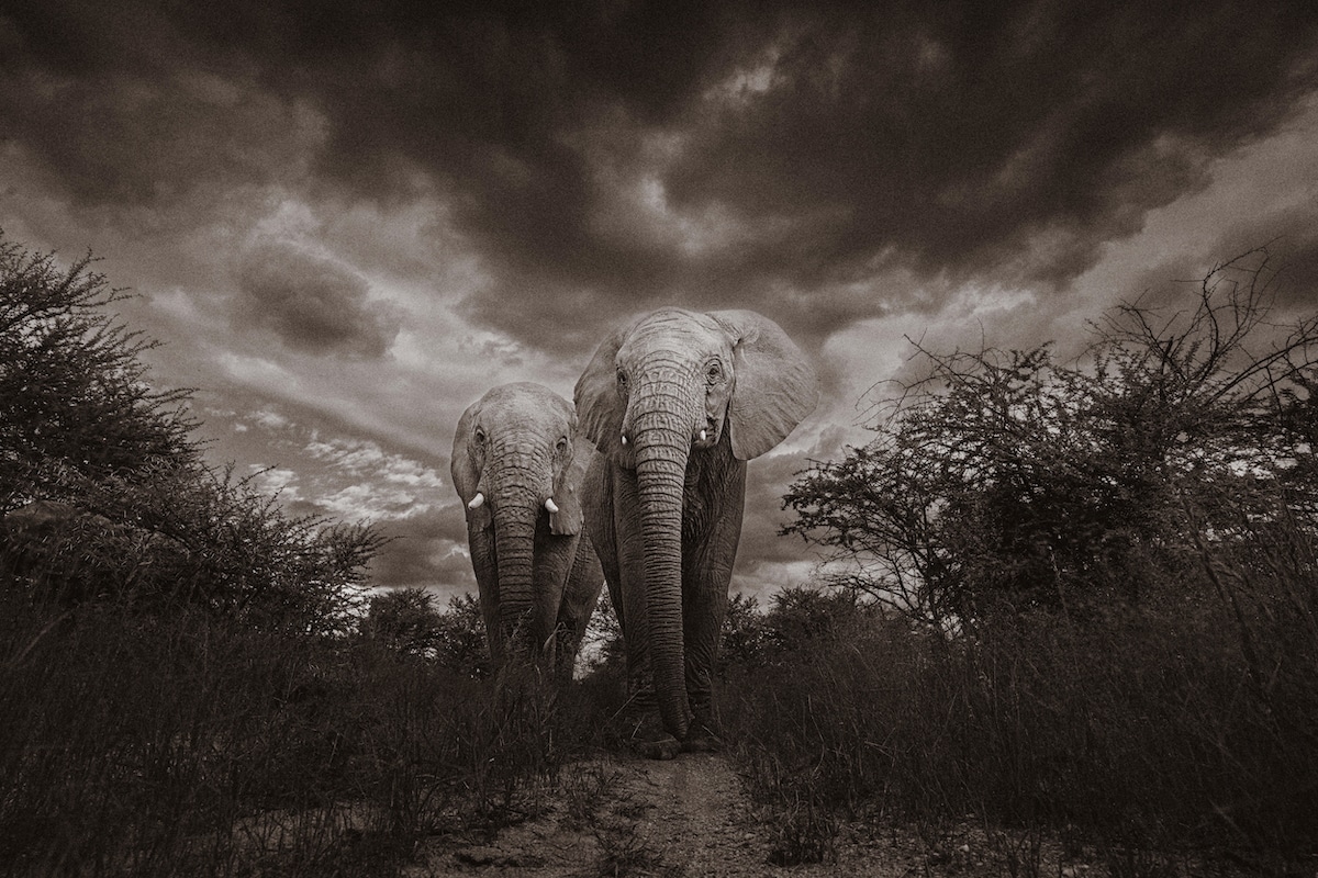 Two Elephants in Namibia by Donal Boyd