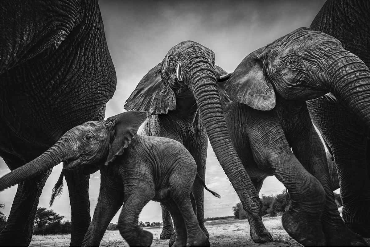 Elephant Family in Namibia by Donal Boyd