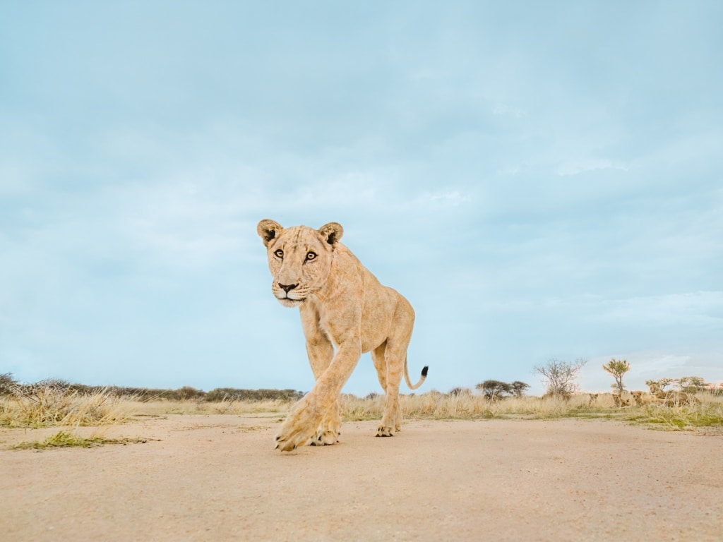 Wildlife Photographer Shares Method for Taking Intimate Animal Portraits