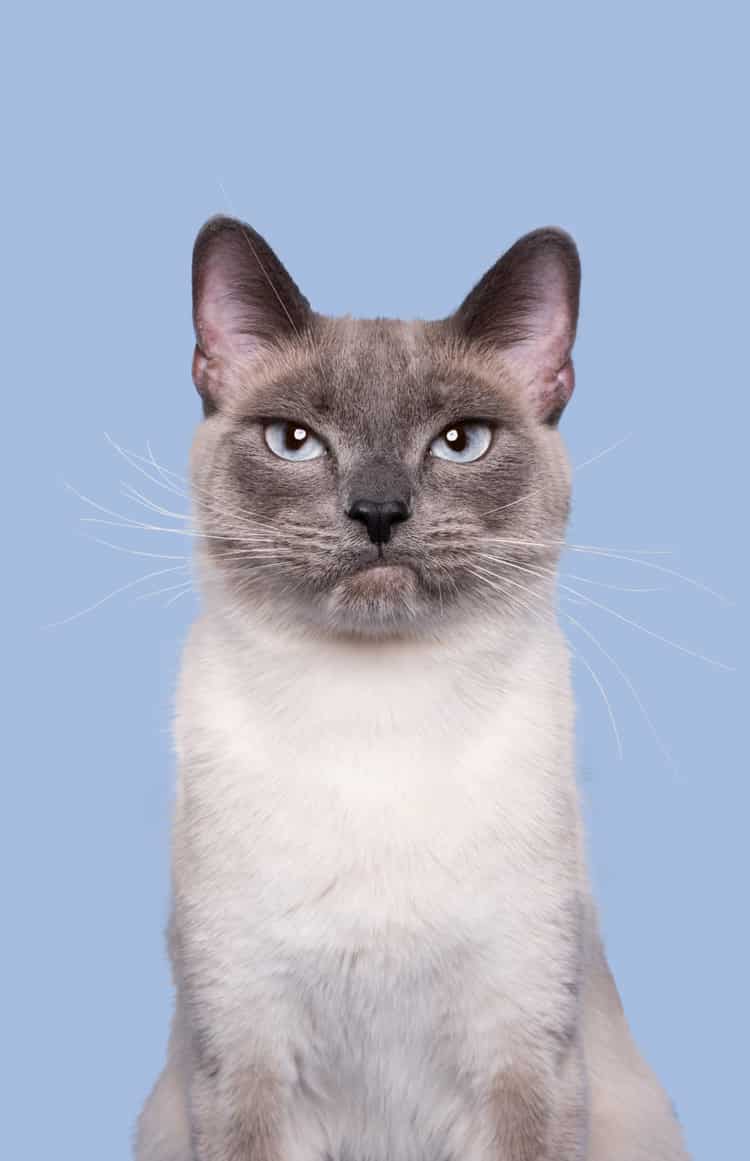 Cat Photography by Elke Vogelsang