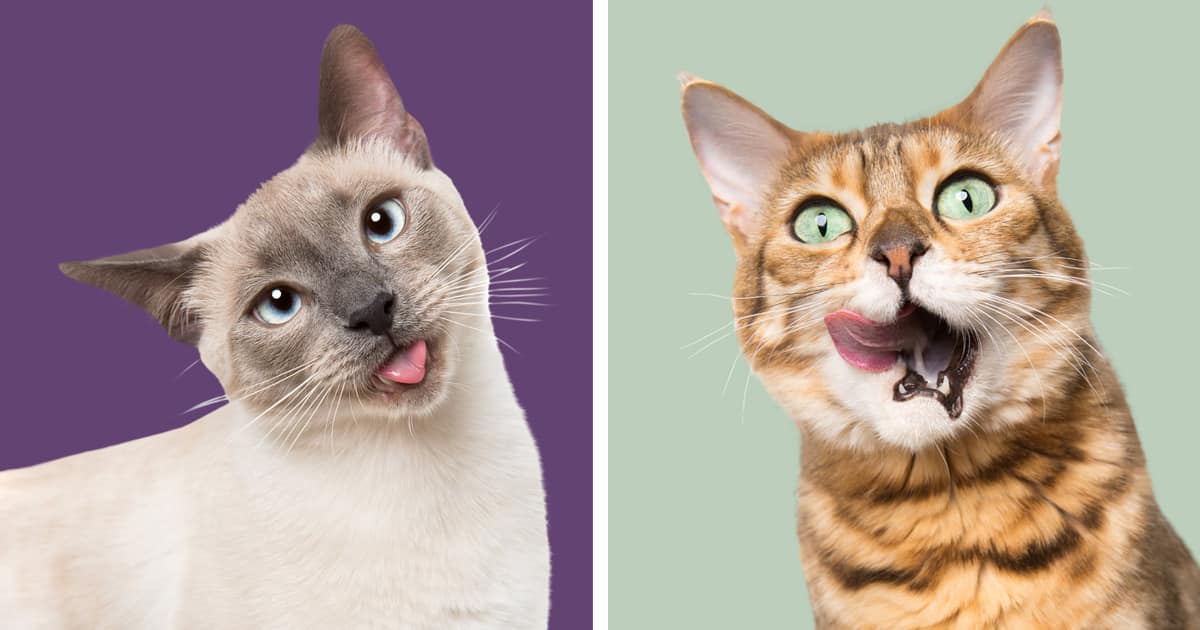 Adorable Cat Photos Show the Surprisingly Silly Side of Felines