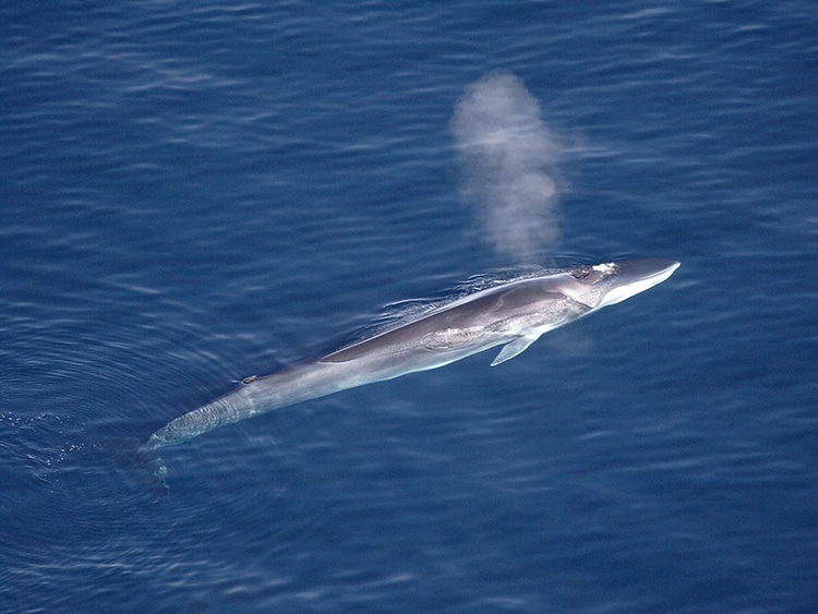 Fin Whales Sighted Feeding in Massive Group, Signaling Come Back for Species