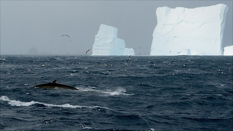 Fin Whales off Antarctica