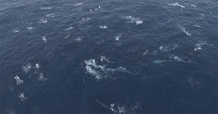 Fin Whales off Antarctica