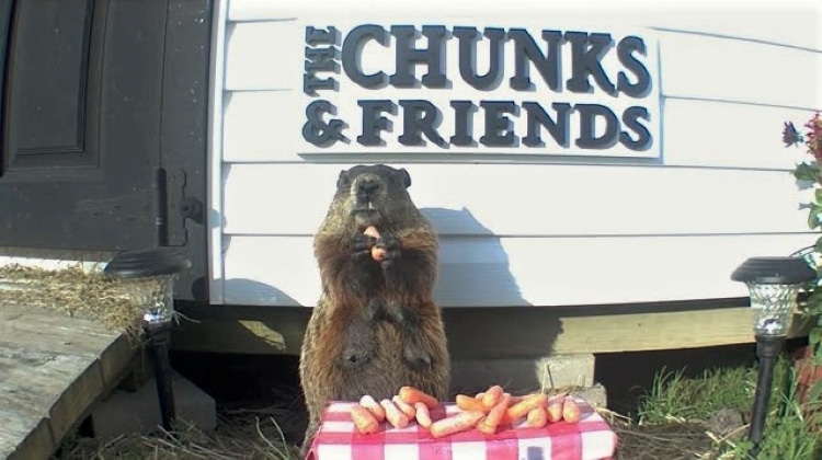 Groundhog Eating Carrots