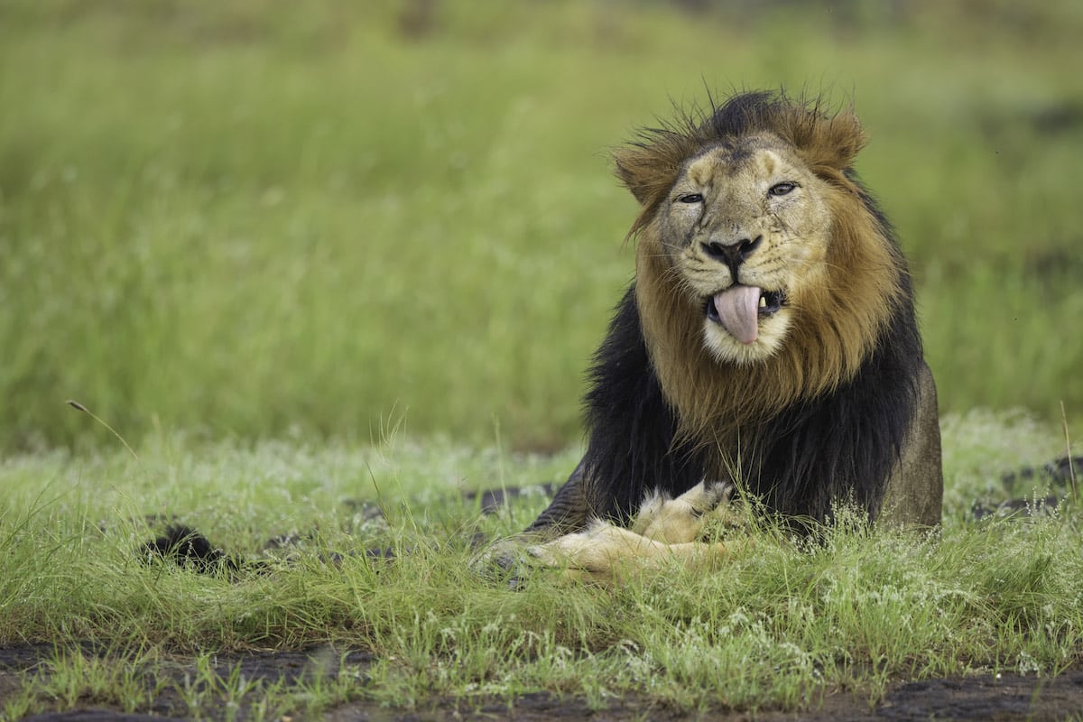 Lion in Gir National Park in India