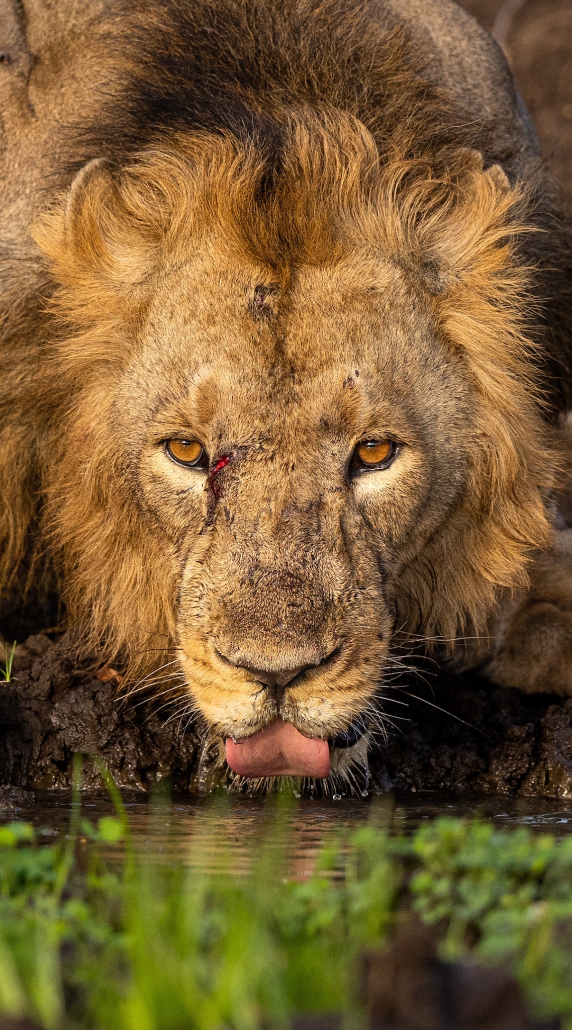 Lion Drinking Water by Hardik Shelat