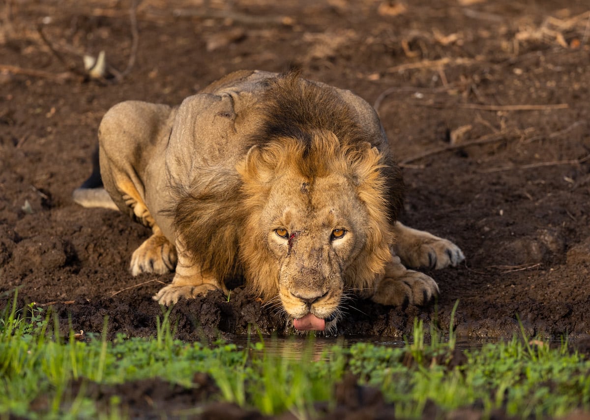 Lion Drinking Water by Hardik Shelat