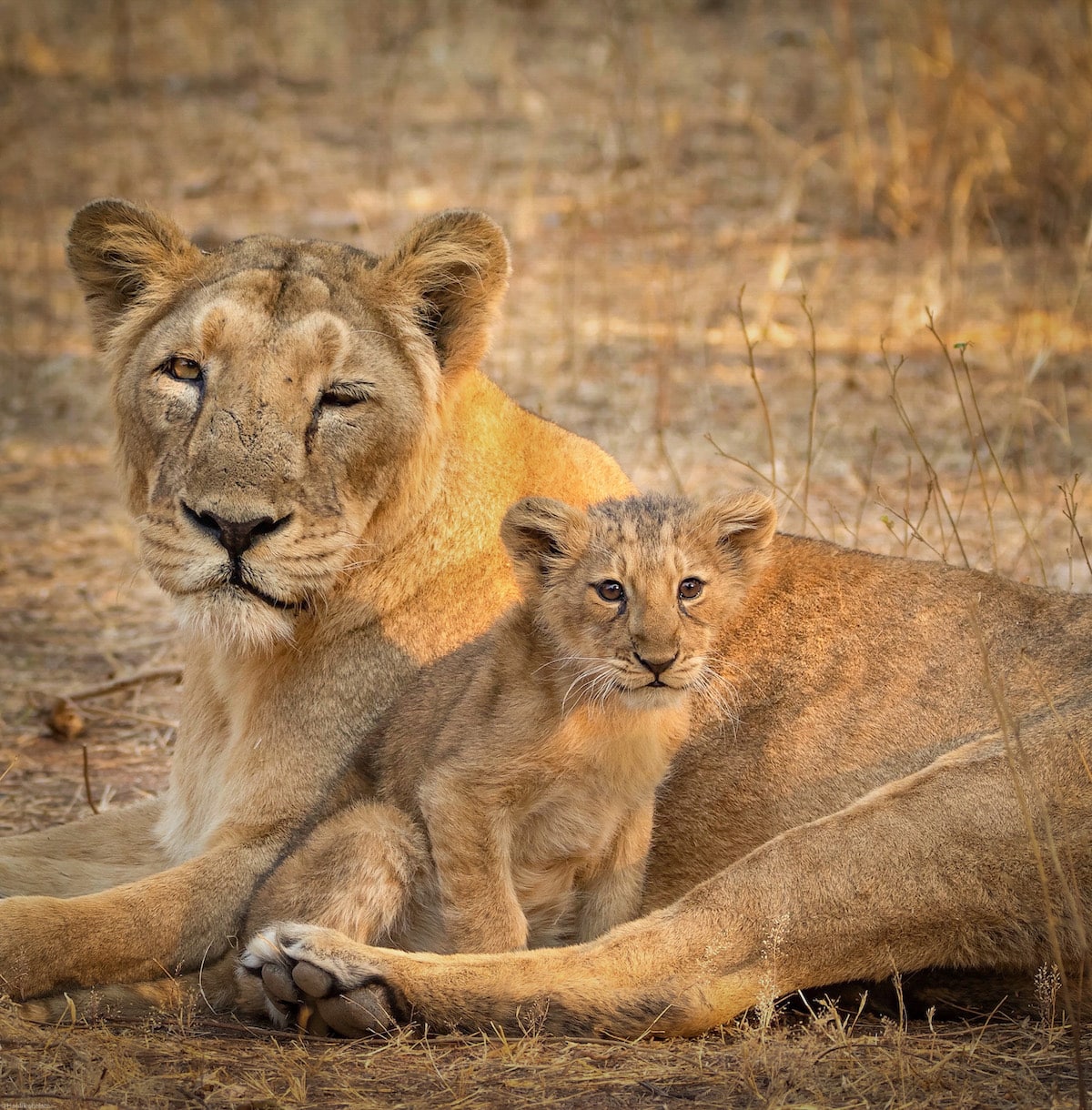 Lioness and Cub Lion in Gir National Park in India
