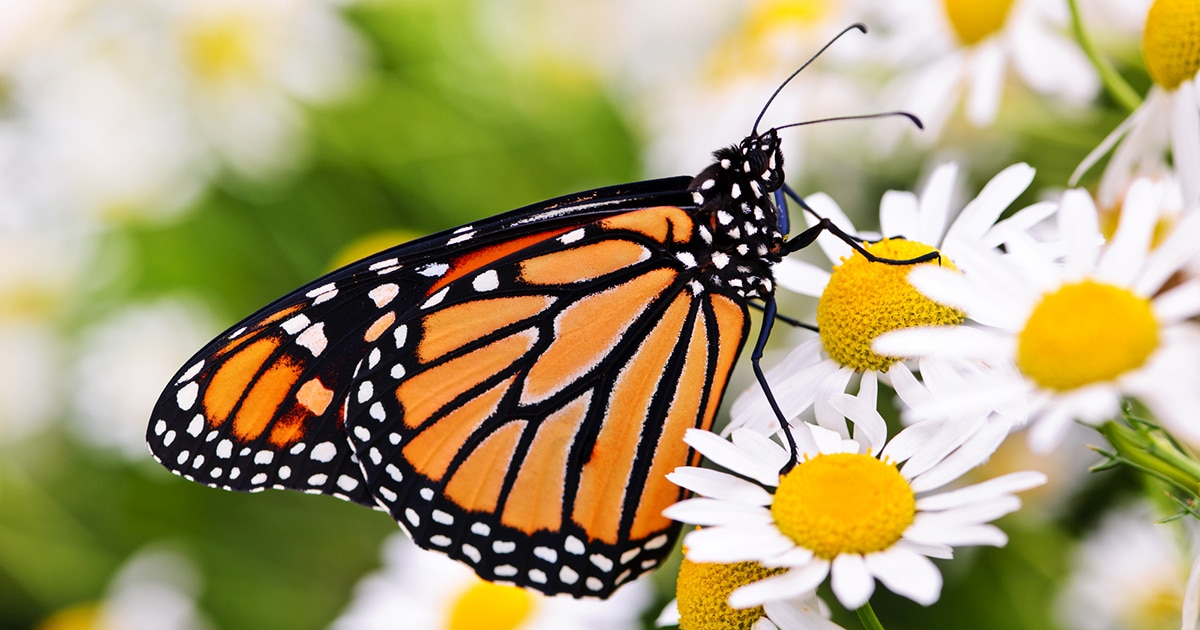 Monarch Butterflies Are Now an Endangered Species