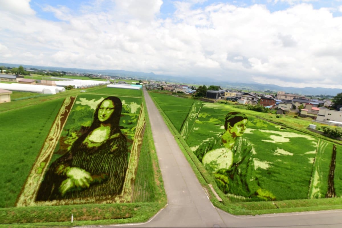 Photo of rice paddies planted  to look like portraits