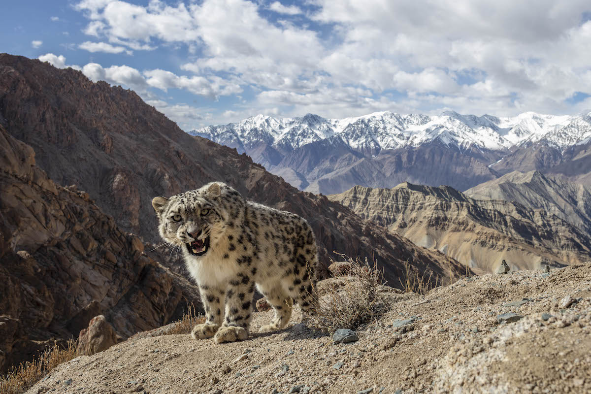 Snarling Snow Leopard by Sascha Fonseca